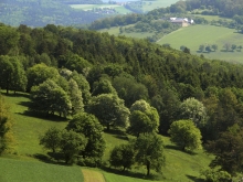 Elsbeerhain in der Region Elsbeere Wienerwald